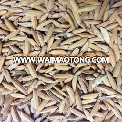 Paddy rice bulk